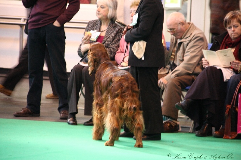 Crufts2011 375.jpg